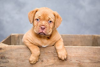 A sweet dog poses
