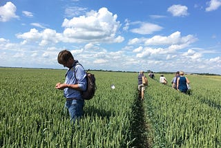 A Field of Wheat: a year of co-farming