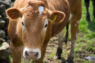 Enfermedad de las Vacas Locas - Encefalopatía Espongiforme Bovina