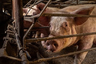 THE HIDDEN CRUELTY ON OUR PLATES