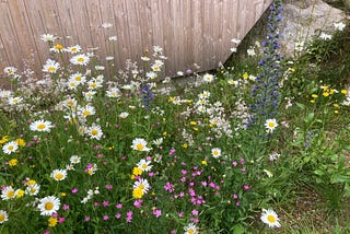 La det summe — Slik anlegger du din egen blomstereng