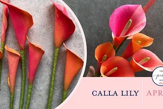 Let’s Look at the Calla Lily In-Depth