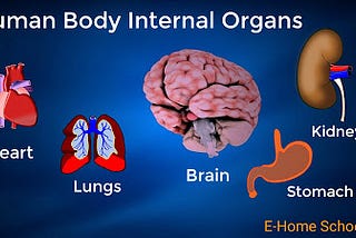 Internal Organs of the Human Body And Its Functions