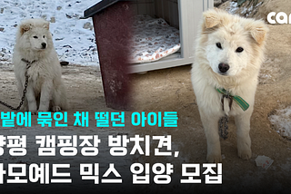 URGENT! Frozen and Tethered: Dogs and Puppies Abused at a Yangpyeong Camping Site