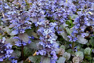 “Ajuga brachystemon: genus of flowering plant”