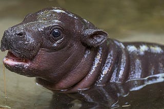 Save hippos