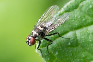 Una mosca al giorno