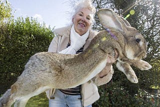 The world’s largest bunny has a rival: his huge son, Jeff. — Animalitic