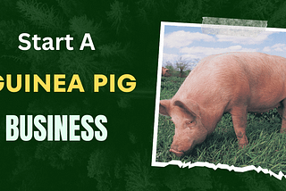 How to Start a Guinea Pig Business in the USA. A Complete Guide