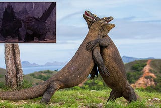 #2 Komodo Dragons