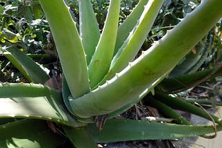 How To Grow Aloe Vera In The Garden