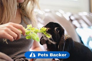 Can Rabbits Eat Celery?