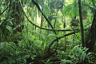 Diving into Rainforests