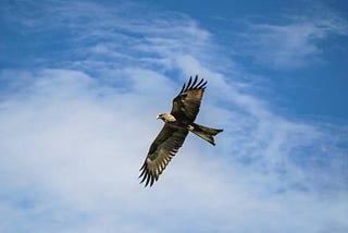 A hawk soaring in the sky
