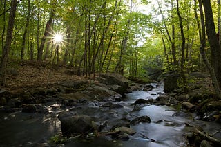 A Beginner’s Guide to Nature in the Time of Corona