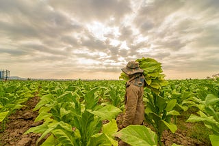 Tribert Rujugiro Ayabatwa on the Future of Farming