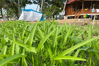 Tips Menanam Bayam dan Kangkung pada Lahan Terbatas