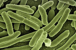 The One Promising Gut Microbe Making Waves for Its Wide-Ranging Health Benefits