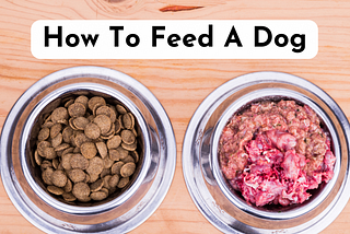 From Fridge to Freezer: How to Store Homemade Dog Food Like a Pro, by  PoochWell