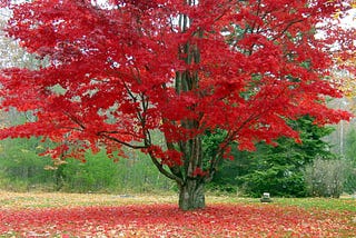 Red Black Trees Simplified