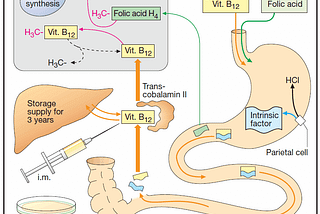 Vitamin B12 and folate metabolism