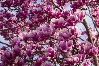 The Symbolic Meaning of Magnolia Trees Understanding Their Cultural Significance and History