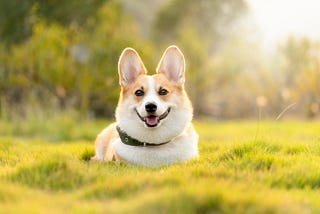 How to Train Your Dog Fast: A Complete Guide for Dog Owners