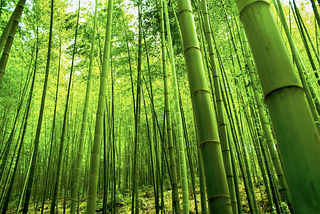 Bambu Ağacı Hikayesi Nedir