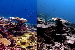 Are You Sure You Want to Kill Our Coral Reefs?