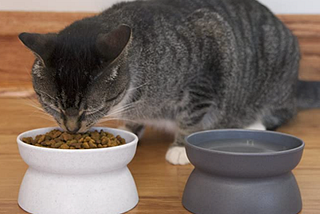 Raised Cat Food Bowl