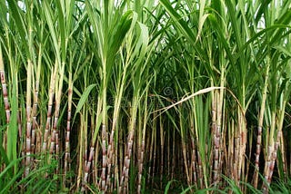 Runoff and Its Affect On South Florida