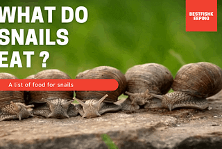 What do snails eat ? A list of food for snails