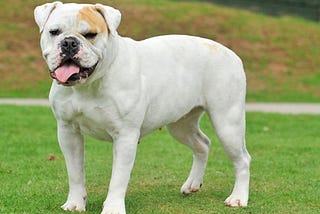 American Bulldog