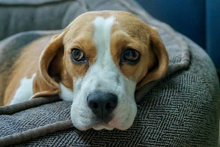 The Ridglan Farms Beagles & the Problem With Buying Animals to “Rescue” Them