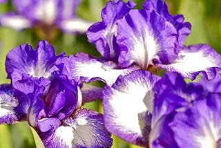 Classification of Iris with Support Vector Machine (SVM) in R
