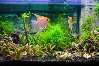Enhance Your Aquarium Water Quality with Biofilter