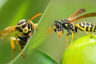 Bee & Wasp Sting Treatment: Effective Remedies