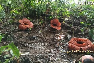 Di Bengkulu Utara ada 3(tiga) Bunga Rafflesia kemumu yang Mekar