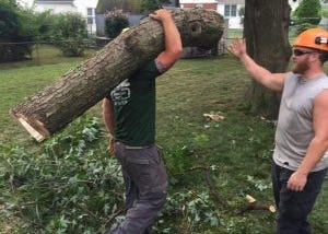 treemendous tree care crew