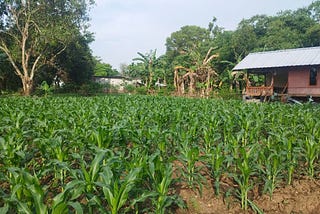 Mencatat Perkembangan Kebun Jagung dengan Sazara