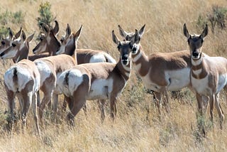 Get to know the sagebrush ecosystem — Stellar Camping