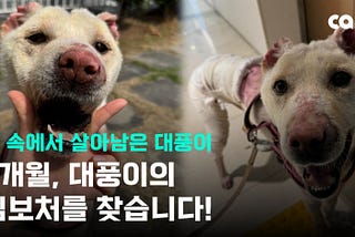 💔 Survivor of Unthinkable Cruelty: Stand with Daepoong for Healing and Justice!✊