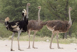 Autruche-marie-catherine-phanekham-oiseaux-incroyables.fr