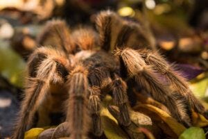 The Curly Hair Tarantula (Brachypelma albopilosum) is a species of spider native to Honduras and…