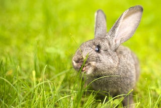 Grass is one of the foods that rabbits eat