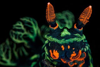 The Nudibranch — Most Colourful Ocean Creatures Of The Sea — Tim’s Weird & Wonderful World