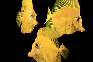 The Three Yellow Fishes — tale of friendship