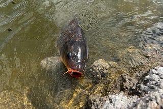 Wait, Carp Don’t Have What?! (Fly Fishing)