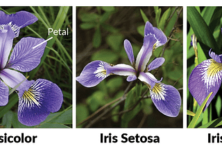 Understanding Dataset (Iris Dataset)