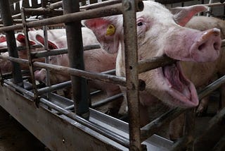 The Misery of Merely Existing — the Scandal of Animal Factories